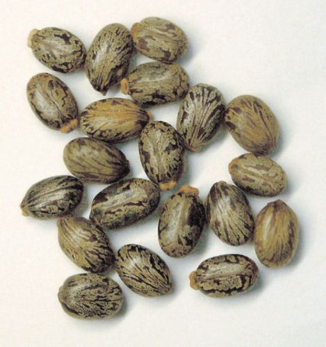 Organic Castor Seed