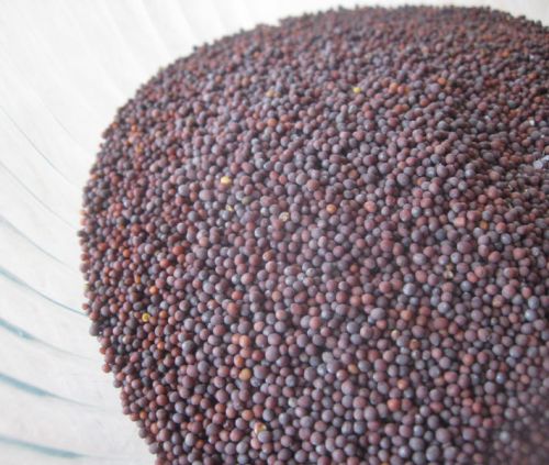 Organic Mustard Seeds