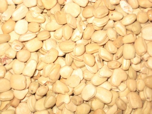 Tamarind Seed, Tamarind Seed Kernal