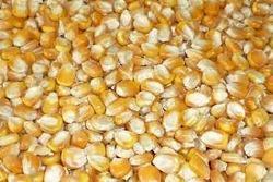 Yellow Corn Seeds, Drying Process : Sun Drying