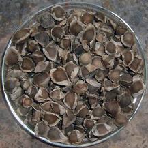 Moringa oleifera seeds, Purity : 99%