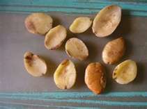 Mango Seeds