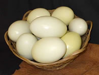 Emu Eggs