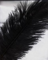 Ostrich Feather