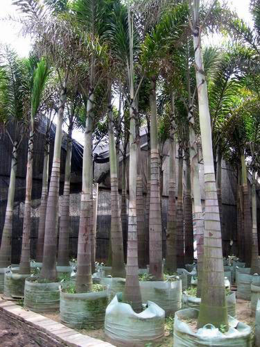 Foxtail Palm Plants