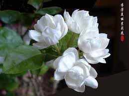 Natural Jasmine Flowers