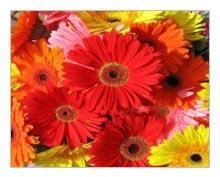 Fresh Gerbera Daisies