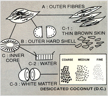 Coconut Dryer