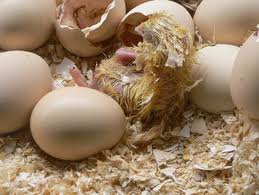 Eggs, Application : Food Consumption