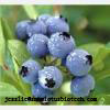 Blueberry Anthocyanin