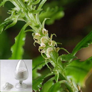 Huperzia Serrata Extract