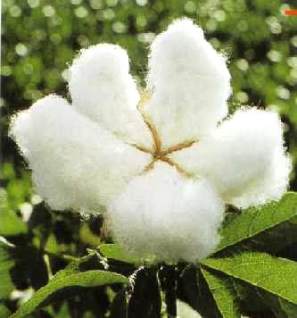 Raw Cotton