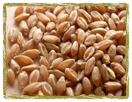 Wheat, Packaging Size : 50Kg, 30 Kg