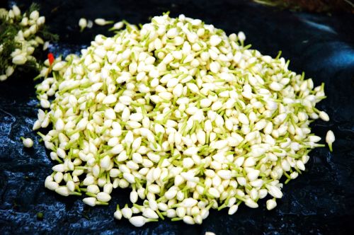 Jasmine Flowers