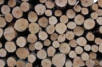 Polished Silver Oak Wood, Thickness : 30-40mm