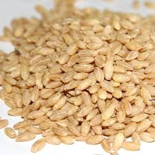 Barley Seeds