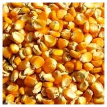 Maize, Application : Ready-to-eat