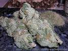 White Widow, Sour Diesel, Afghan Haze