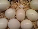 Fresh Ostrich Eggs, Certification : ISO