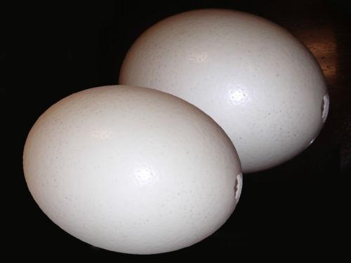 Ostrich Egg Shells