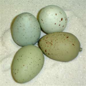 Parrot Eggs