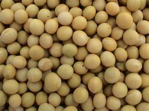 Soya Beans