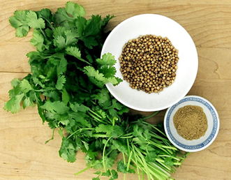 Coriander