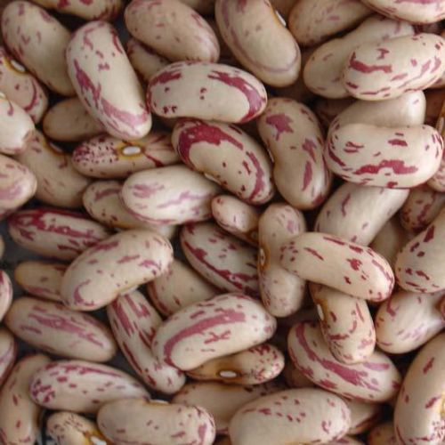 Light Speckled Kidney Bean