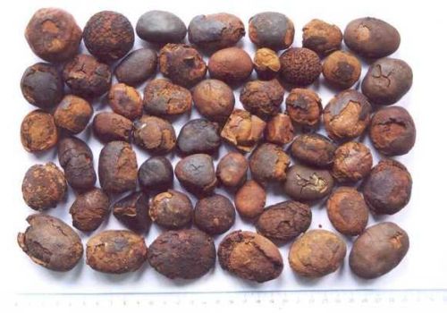 Ox Cow Gallstones