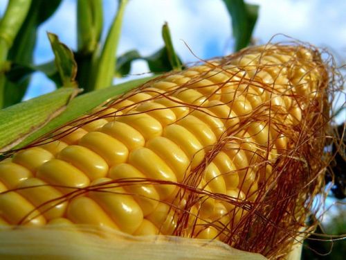 Fresh Yellow Maize
