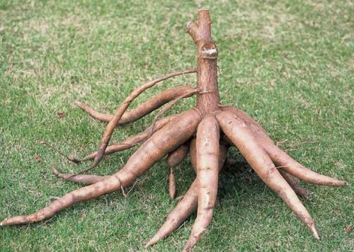 Tapioca Powder Cassava
