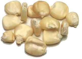 White Corn