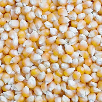 Yellow corn, Moisture Ratio : 14% Aproxx