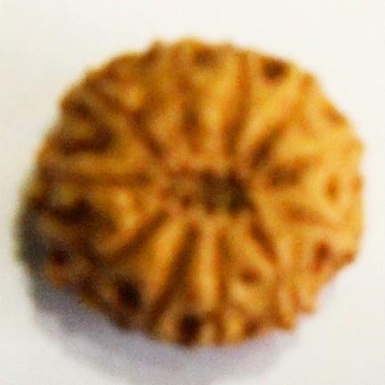 11 Mukhi Rudraksha Bead