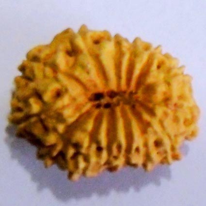 14 Mukhi Rudraksha Bead