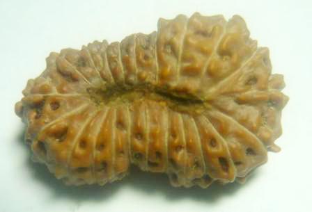 21 Mukhi Rudraksha Bead