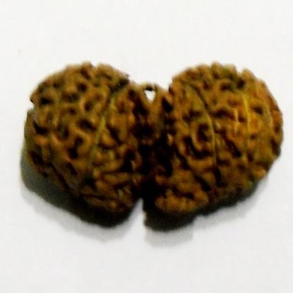 Gauri Shankar Rudraksha Beads