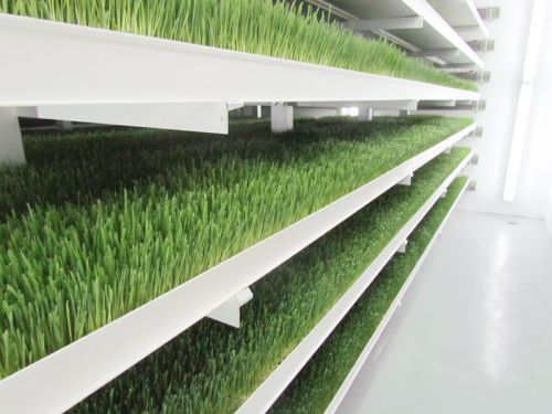 Hydroponic Fodder