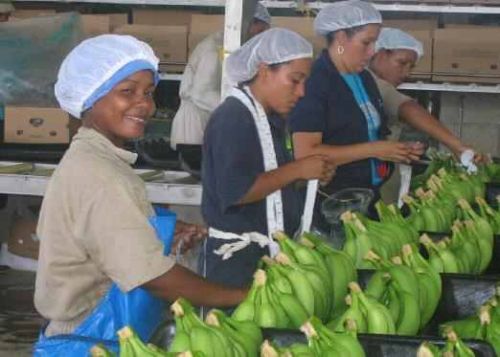 Fresh Green Cavendish Banana, Brand Name : SA