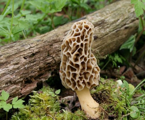 Morel Mushroom