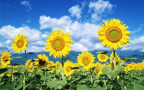 Sunflower Oil