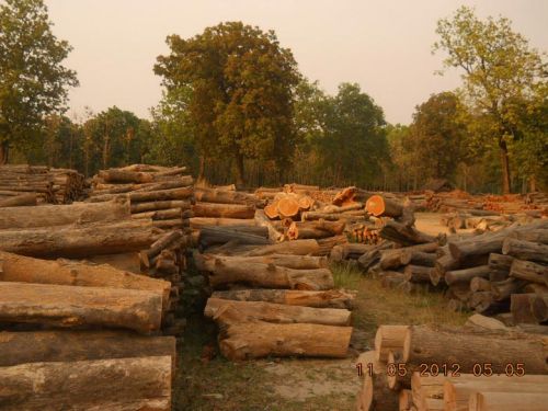 Wood Logs Eucalyptus