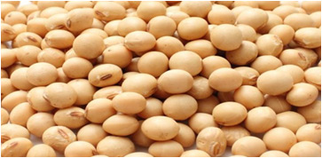 Soybean