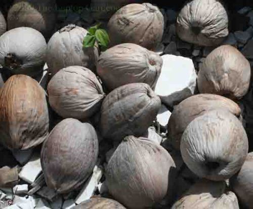 Coconut Seeds, Brand Name : Edible Oils