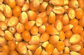 Yellow maize, Speciality : Organic