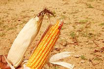 Yellow Maize