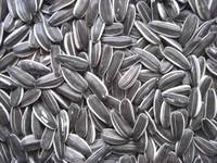 Black sunflower seeds