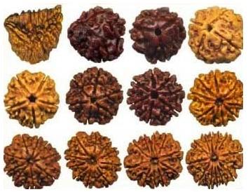 Rudraksha Beads