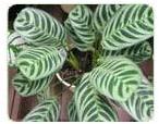 Calathea Plants