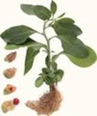 Ashwagandha Powder (withania Somnifera)